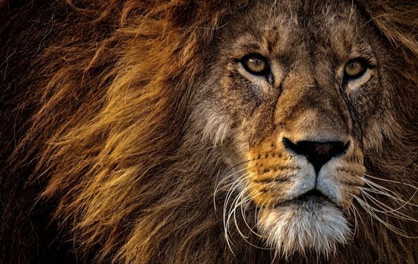 Quels sont les meilleurs spots pour observer les lions dans le parc national du Kruger, Afrique du Sud?